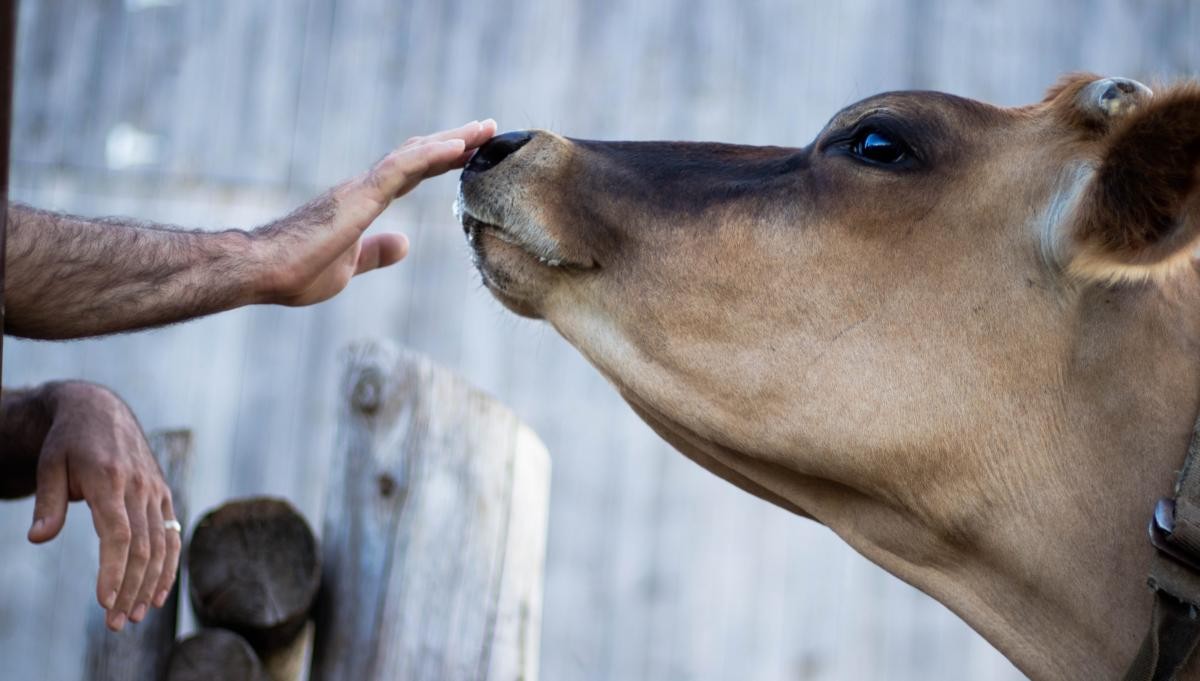 Presión a la Comisión Europea acerca de la revisión de la legislación sobre bienestar animal