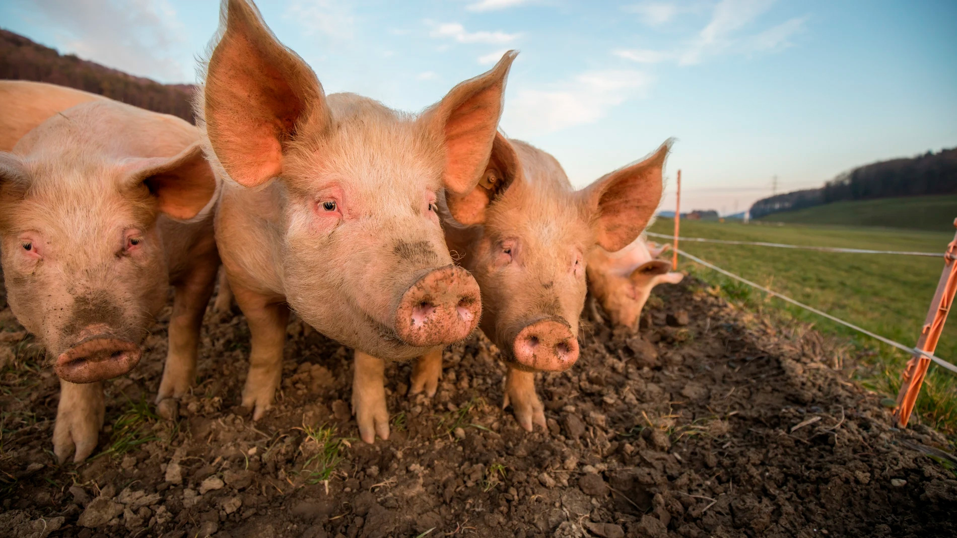 Unión Europea apuesta por una alimentación más vegetal: un cambio necesario para el bienestar animal y el planeta