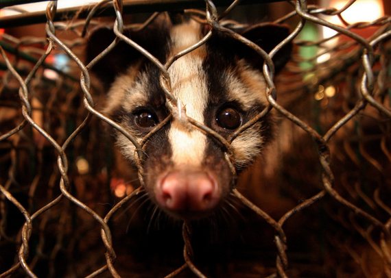 Alemania pide acabar con el comercio de animales silvestres a nivel global