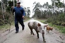 La iniciativa "Salvemos a Quinin" colapsa el correo del Concello de Dumbría 