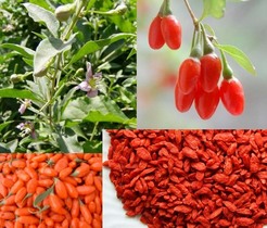 Las bayas de goji contienen los mismos nutrientes que frutas y verduras