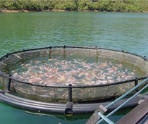 Científicos sostienen que criaderos de salmón chilenos son una amenaza ecológica