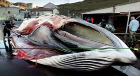 Organizaciones civiles alertan sobre contaminantes en carne de cetáceos