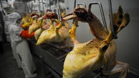 California prohíbe el foie gras‎