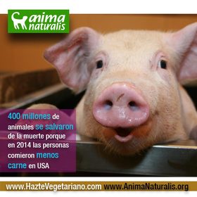 400 millones de animales se salvan de la muerte en 2014: ¡Personas comen menos carne en USA!